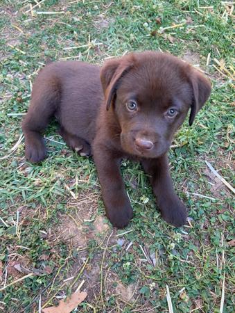 Labrador Retriever for sale by ADIVSEMAJ