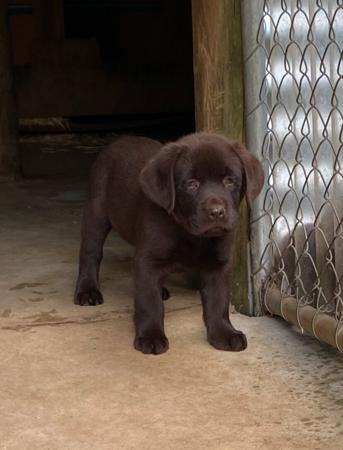 Labrador Retriever for sale by ADIVSEMAJ