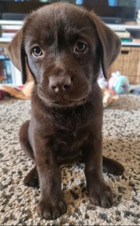 Labrador Retriever for sale by ADIVSEMAJ