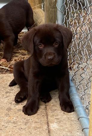 Labrador Retriever for sale by ADIVSEMAJ