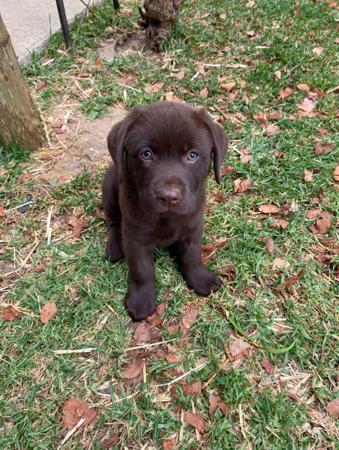 Labrador Retriever for sale by ADIVSEMAJ