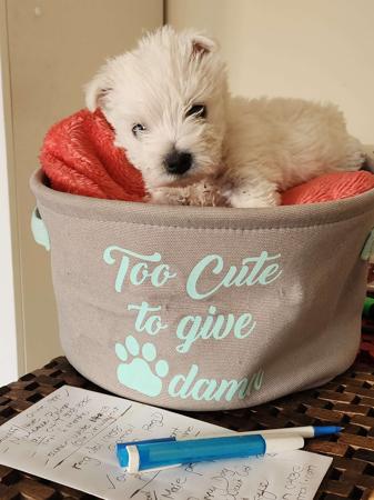 West Highland White Terrier for sale by BONNIEPITLOC