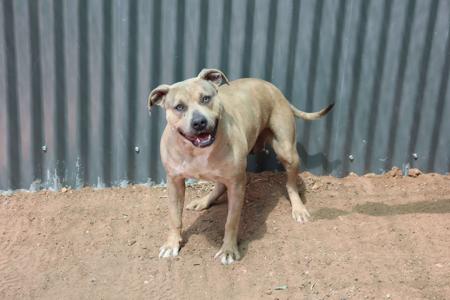 American Staffordshire Terrier for sale by RUGGEDMALLEEKENNELS