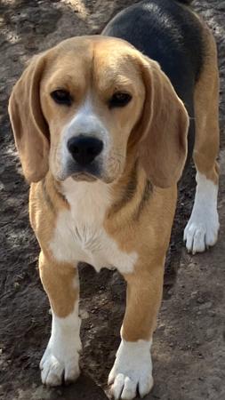 Beagle for sale by HOUNDSVILLE