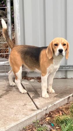 Beagle for sale by HOUNDSVILLE