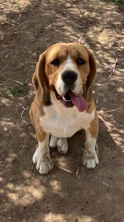 Beagle for sale by HOUNDSVILLE