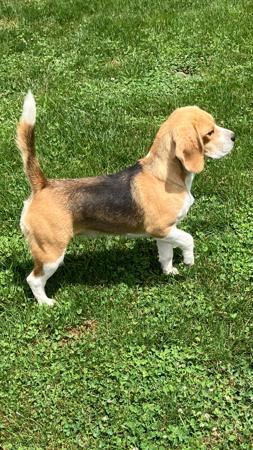 Beagle for sale by HOUNDSVILLE