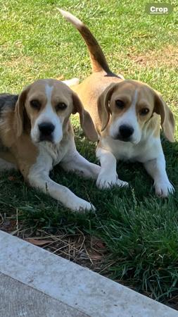 Beagle for sale by HOUNDSVILLE