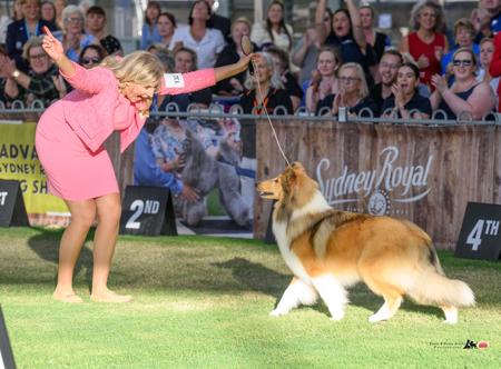 Collie (Rough) for sale by KENDEA