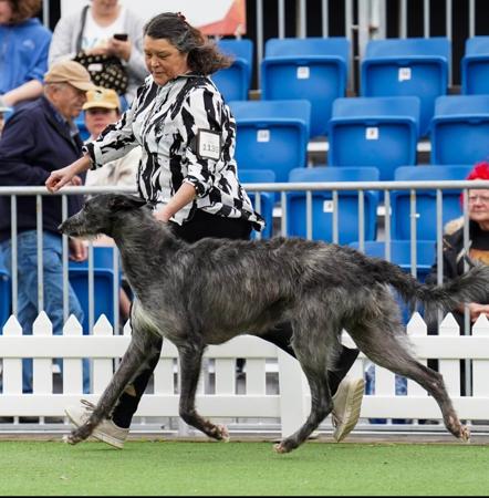 Deerhound for sale by BROCHTAURACH