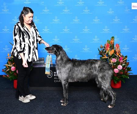 Deerhound for sale by BROCHTAURACH