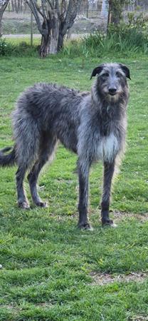 Deerhound for sale by BROCHTAURACH
