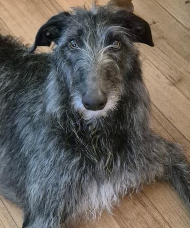 Deerhound for sale by BROCHTAURACH