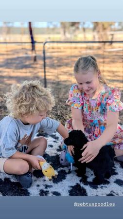 Poodle (Miniature) puppy for sale by BJHILTIN45