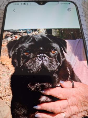 Pug puppy for sale by KWANTOI