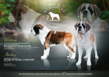 St Bernard puppy for sale by WINSARVEY