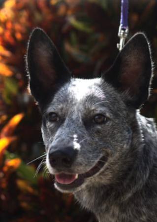 Australian Stumpy Tail Cattle Dog for sale by NOTAILTOTELL