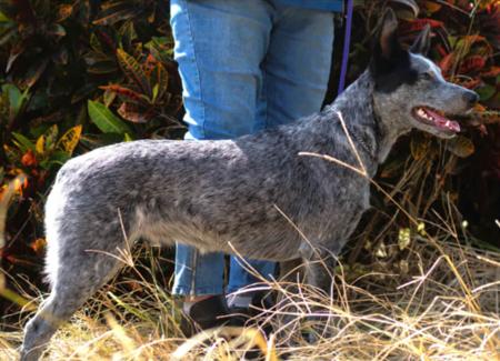 Australian Stumpy Tail Cattle Dog for sale by VOODOO2018