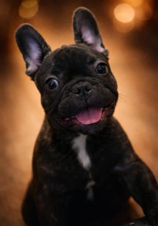 French Bulldog puppy for sale by ALANGROVE