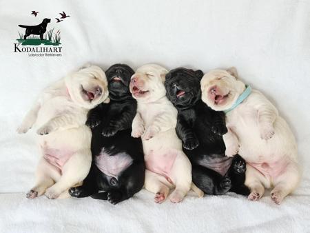 Labrador Retriever puppy for sale by RACHSCHR