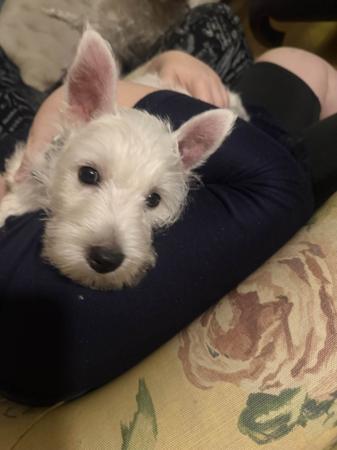 West Highland White Terrier puppy for sale by CAROLANNE60