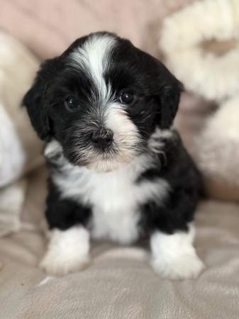 Havanese puppy for sale by FORANGEE