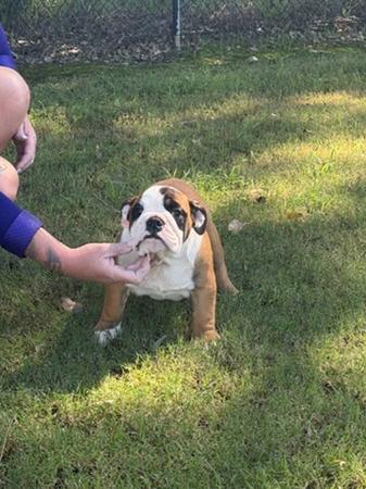 British Bulldog puppy for sale by BUMBULLB