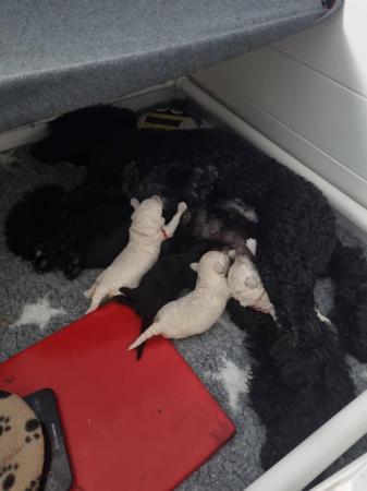 Poodle (Standard) puppy for sale by CLARMORE