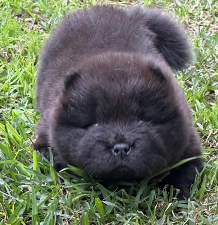 Chow Chow for sale by COBBYBLU