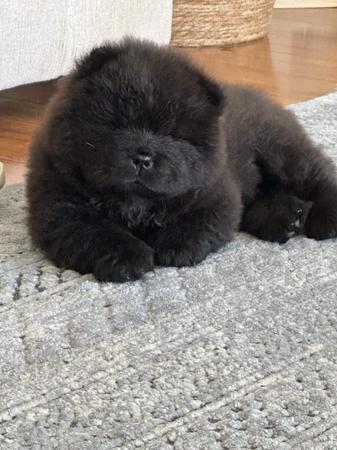 Chow Chow for sale by COBBYBLU