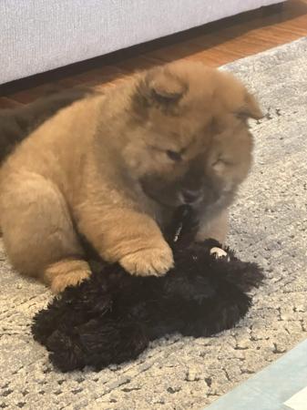 Chow Chow for sale by COBBYBLU