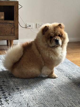 Chow Chow for sale by COBBYBLU