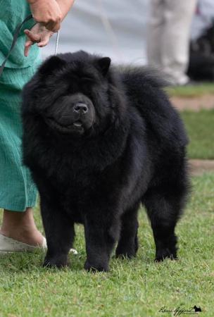 Chow Chow for sale by COBBYBLU