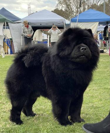 Chow Chow for sale by 2100100150