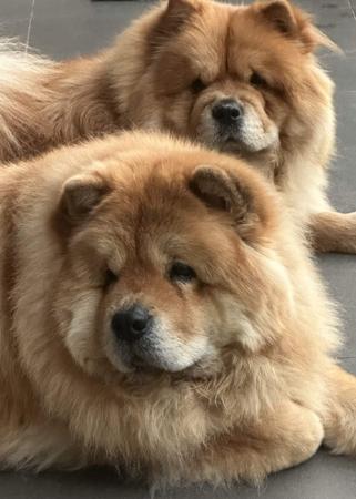 Chow Chow for sale by COBBYBLU