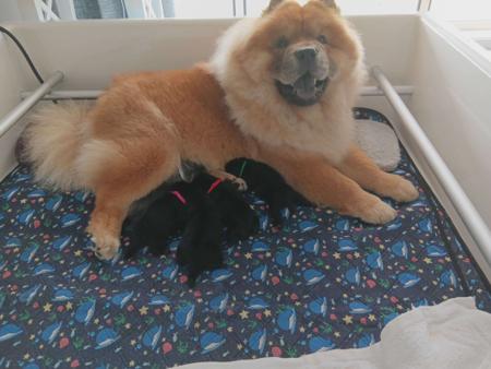 Chow Chow puppy for sale by JARKK