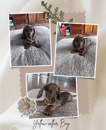 Dachshund (Miniature Smooth Haired) puppy for sale by SURANA