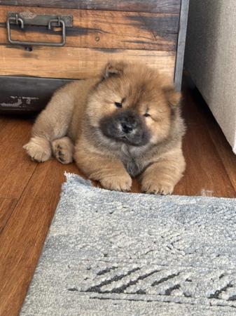 Chow Chow puppy for sale by 2100100150