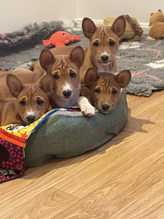Basenji puppy for sale by ZANZIPOW1