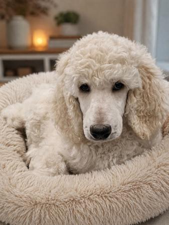 Poodle (Standard) puppy for sale by CLARMORE