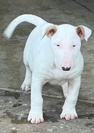 Bull Terrier puppy for sale by NEVADALODGE