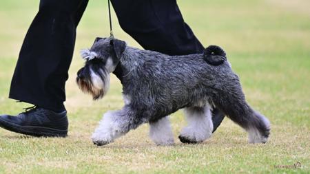 Schnauzer (Miniature) for sale by TRACYGRIFFIN