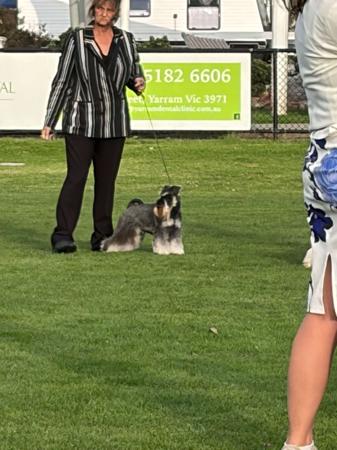 Schnauzer (Miniature) for sale by AMBALEE