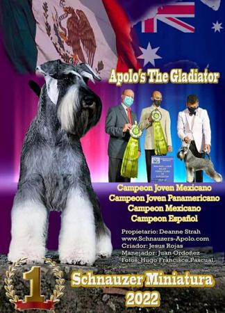 Schnauzer (Miniature) for sale by AMBALEE