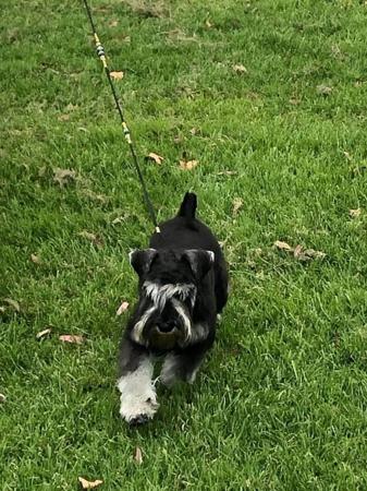 Schnauzer (Miniature) for sale by AMBALEE