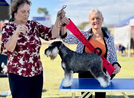 Schnauzer (Miniature) for sale by AMBALEE