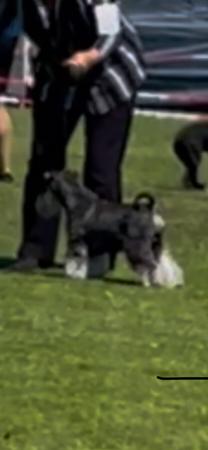 Schnauzer (Miniature) for sale by AMBALEE