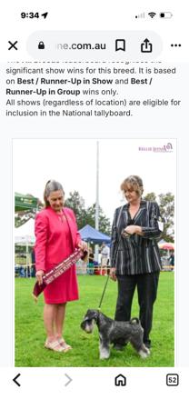 Schnauzer (Miniature) for sale by AMBALEE