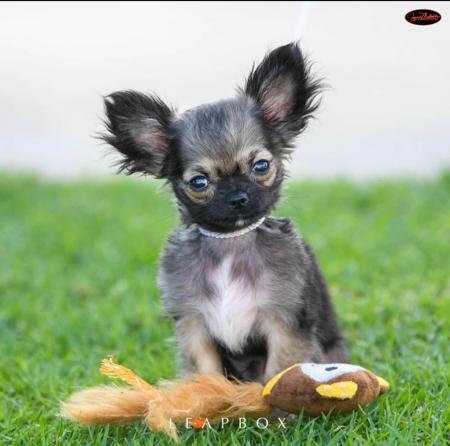 Chihuahua (Smooth Coat) for sale by CHILOVECHI