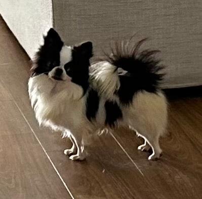 Chihuahua (Smooth Coat) for sale by CHILOVECHI